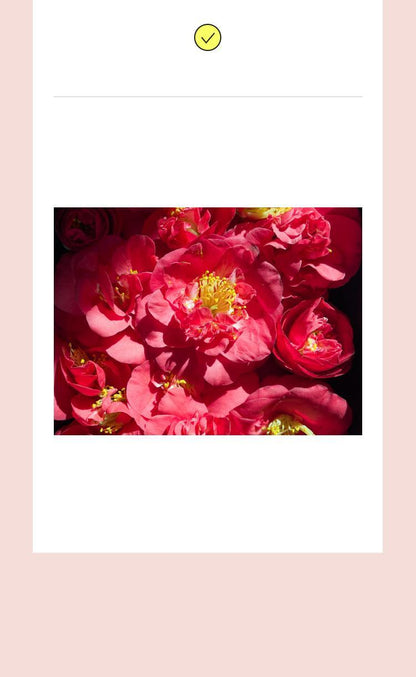 Mamonde AGE CONTROL SKIN LIFT SOFTENER 200ml