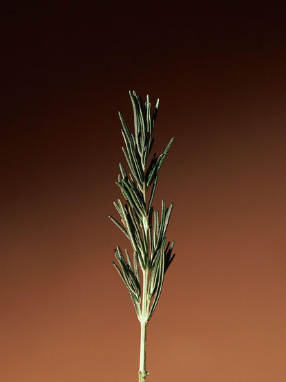 Aromatica Vitalizing Rosemary Concentrated Essence 100ml